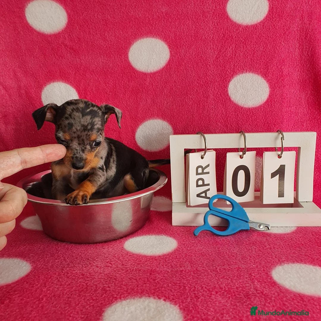 Ratón de Praga perros en venta: Ratón de Praga  - Anuncio 1