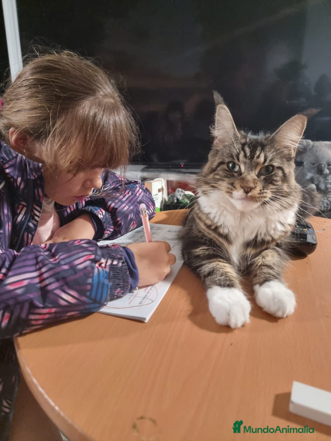 Maine Coon gatos en venta: Gatitos maine coon machitos - Anuncio 9