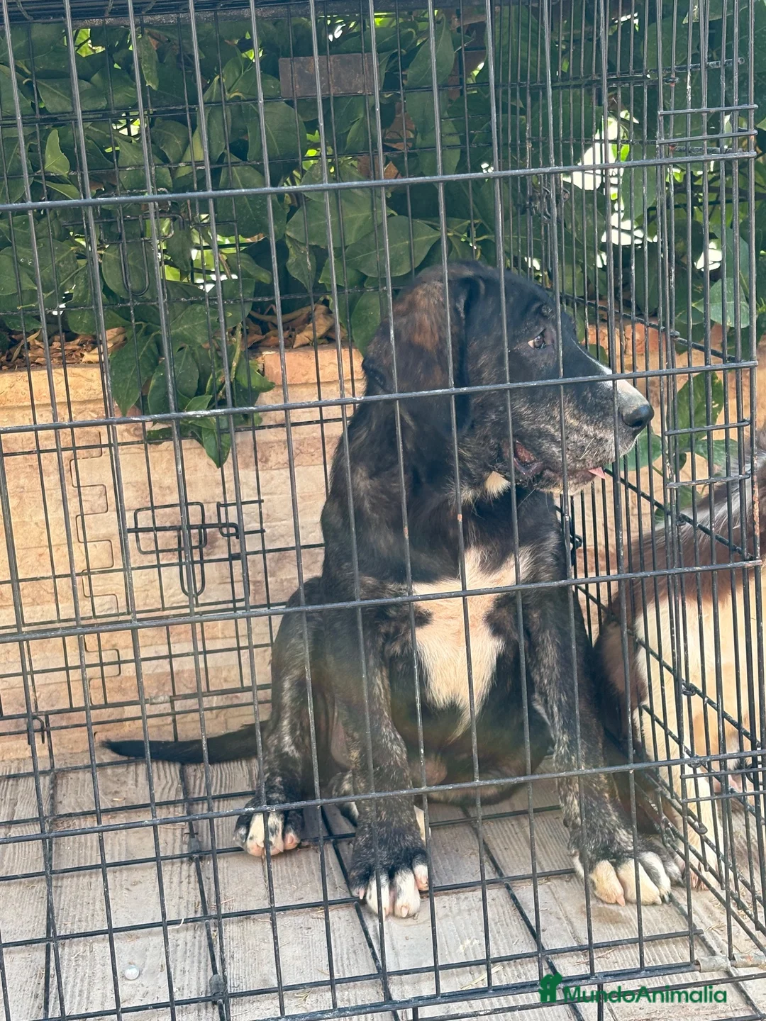 Pastor de Asia Central perros en venta: Cachorro Alabai  - Anuncio 2