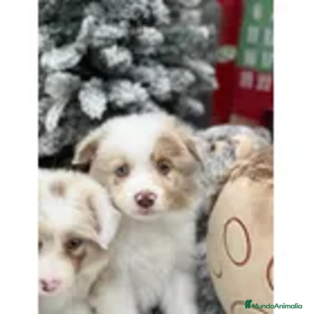 Border Collie perros en venta: Border collie cachorro - Anuncio 5