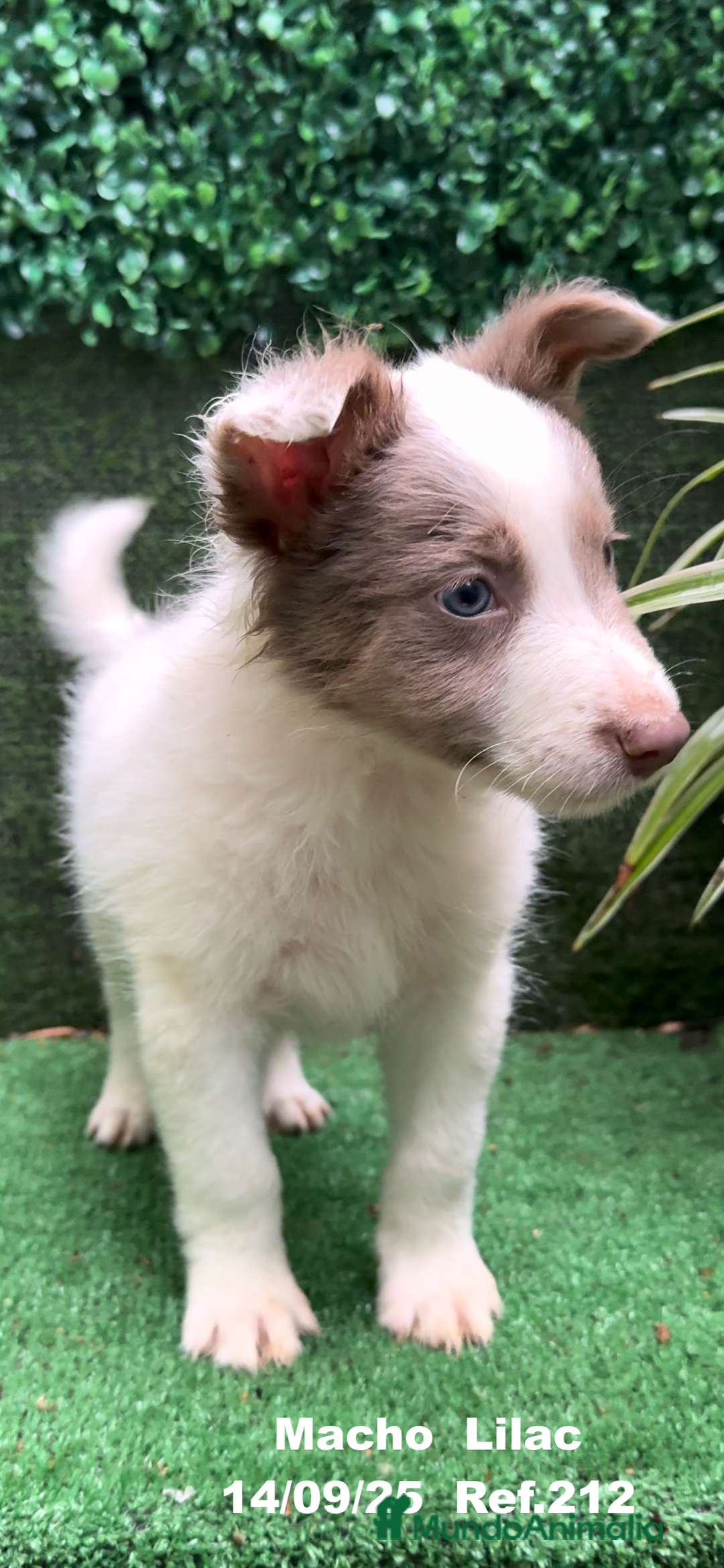 Border Collie perros en venta: BORDER COLLIE color lilac - Imagen 11