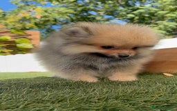 Pomerania perros en venta: POMERANIA - Imagen 6