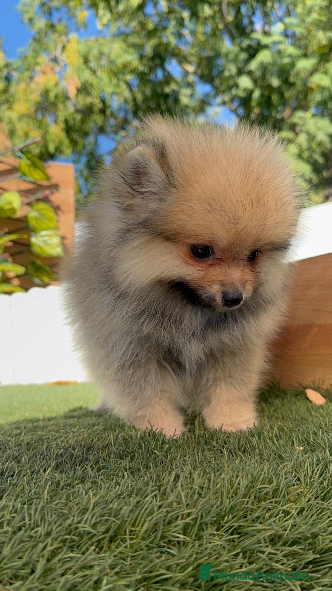 Pomerania perros en venta: POMERANIA - Imagen 6