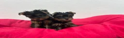 Yorkshire Terrier perros en venta: Yorkshire miniatura  - Anuncio 4