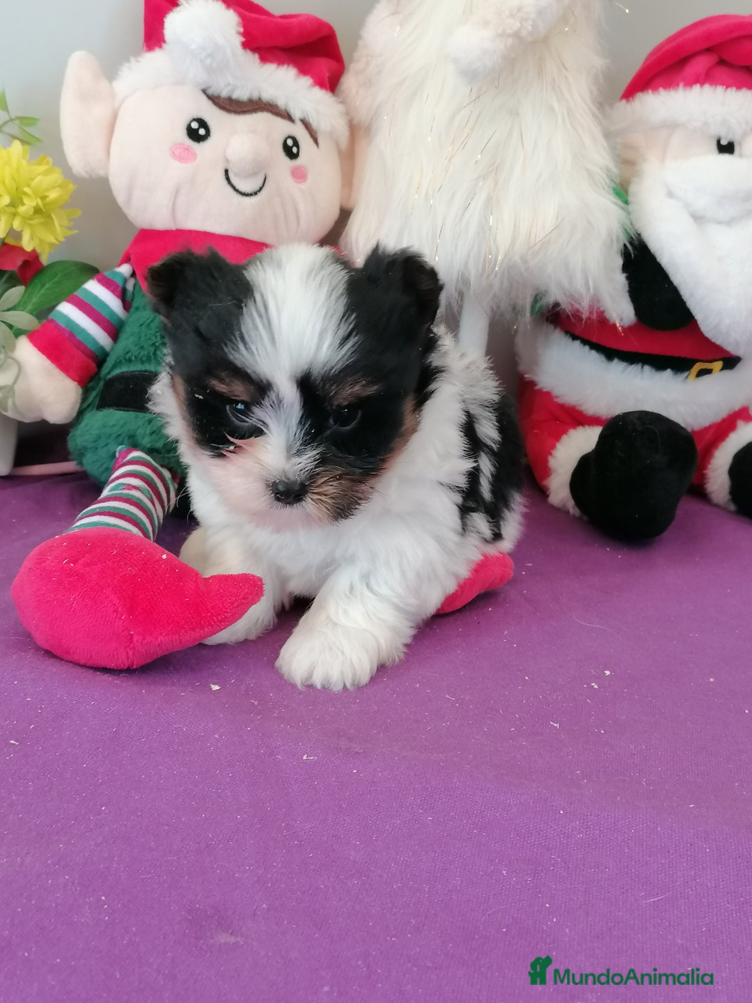 Biewer Yorkshire Terrier a la Pom Pon perros en venta: Yorkshire Biewer  - Anuncio 4