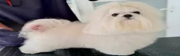 Bichón Maltés perros en venta: Bichon maltés toy coreano - Anuncio 3