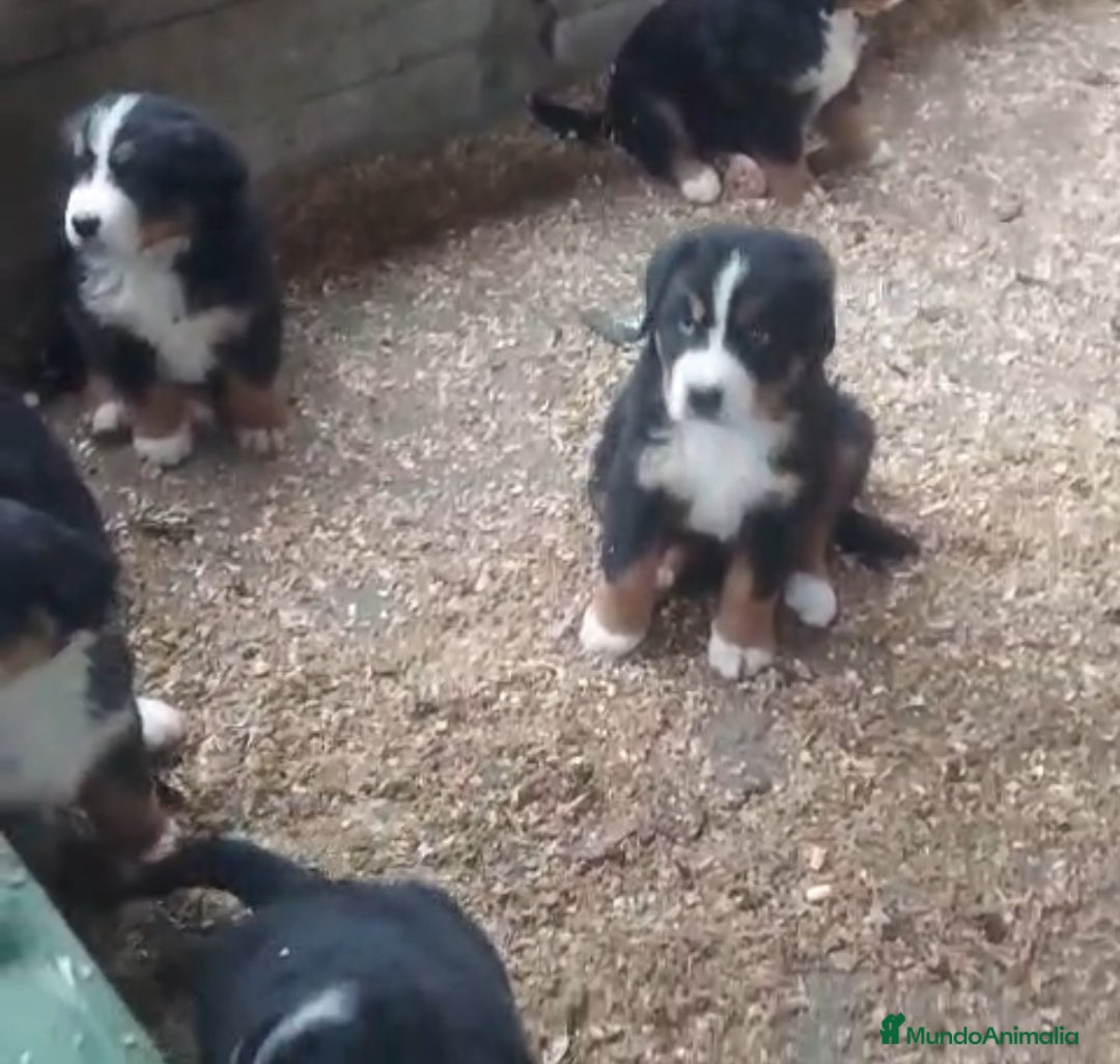 Boyero de Berna perros en venta: Cachorros de Boyero de Berna  - Anuncio 3