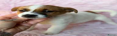 Jack Russell Terrier 6