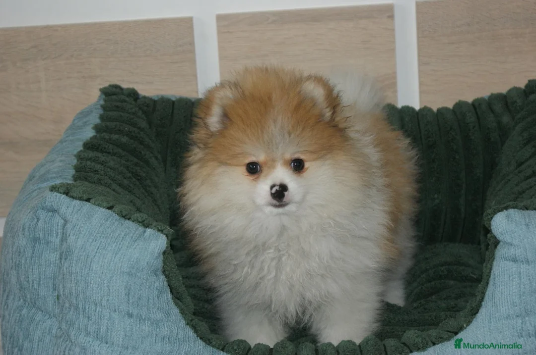 Pomerania perros en venta: CACHORRITO DE POMERANIA  - Anuncio 3