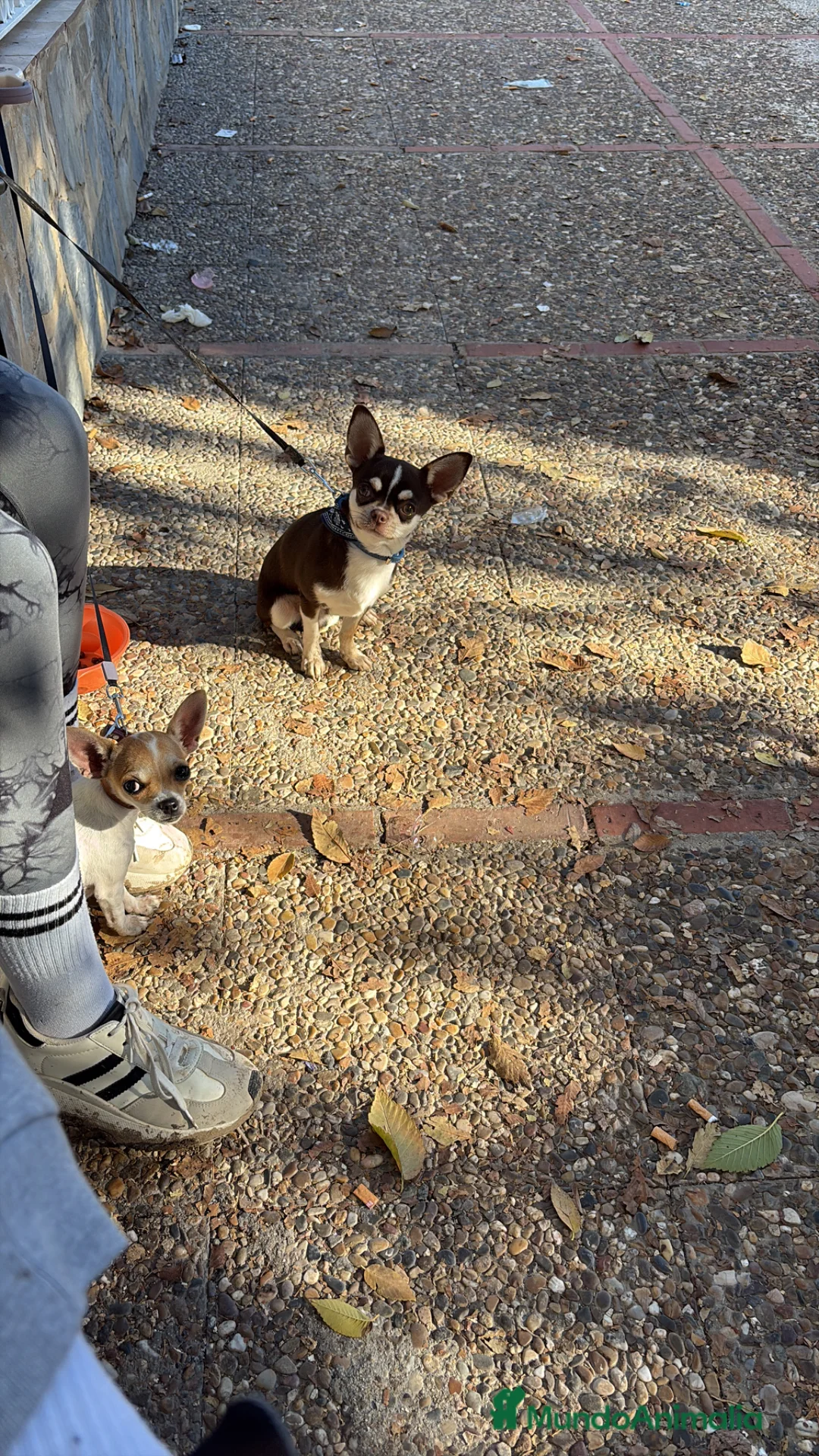 Chihuahua perros en venta: Chihuahua  - Anuncio 3