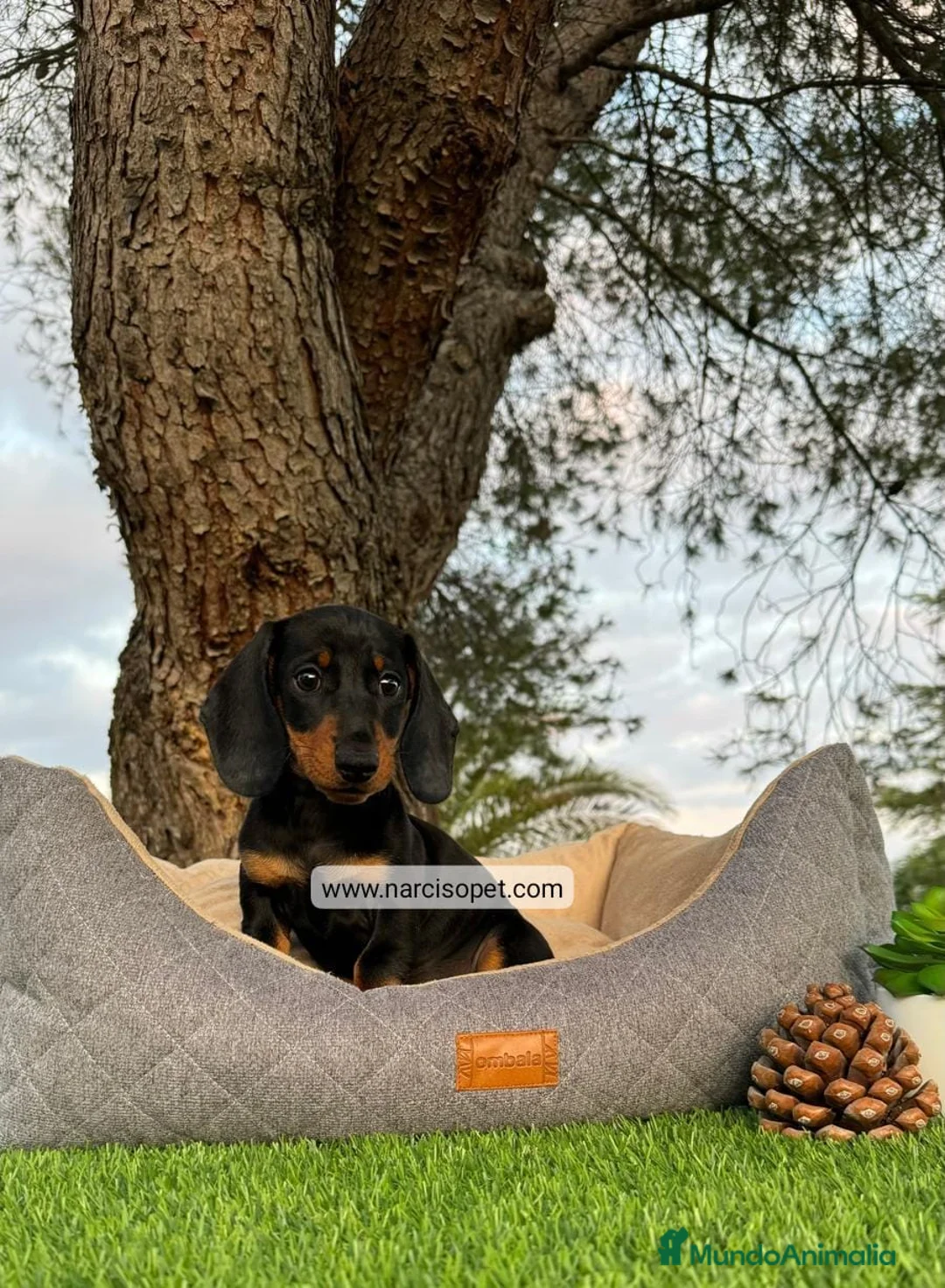 Teckel Miniatura perros en venta: CRIA PROFESIONAL DE TECKEL - Anuncio 1