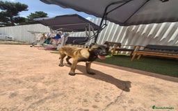 Pastor Belga Malinois perros en venta: Pastor belga malinois  - Imagen 4