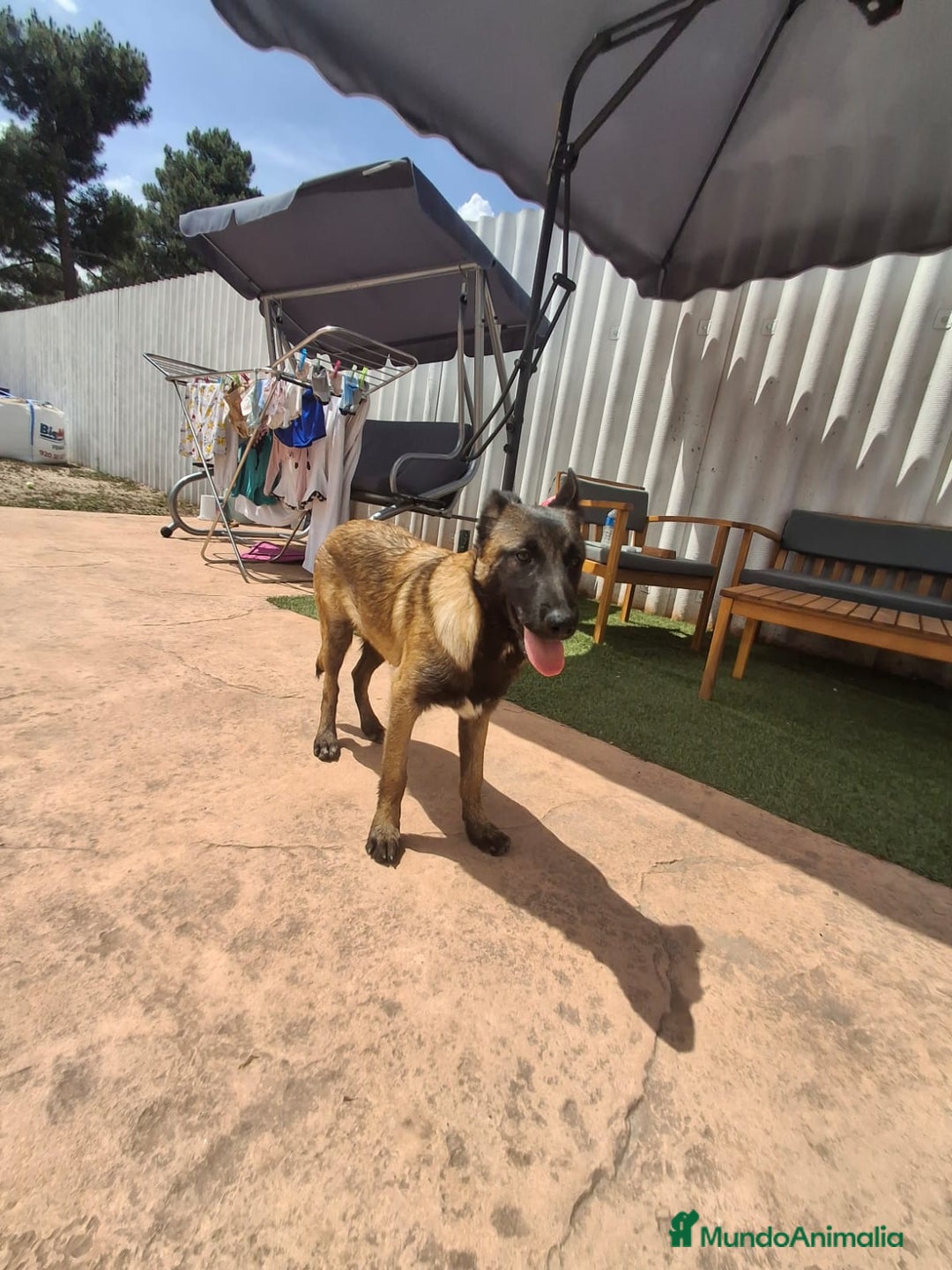 Pastor Belga Malinois perros en venta: Pastor belga malinois  - Imagen 4
