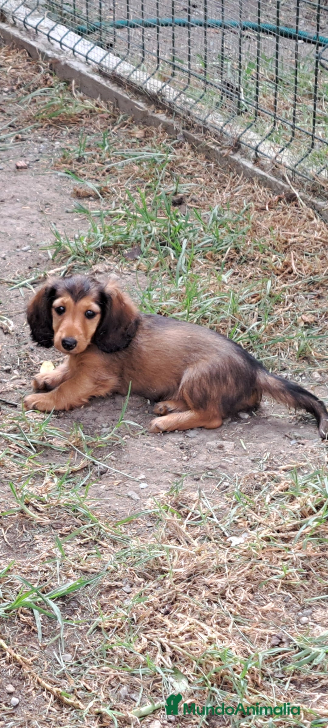 Teckel Miniatura perros en venta: Teckel de pelo largo  - Imagen 2