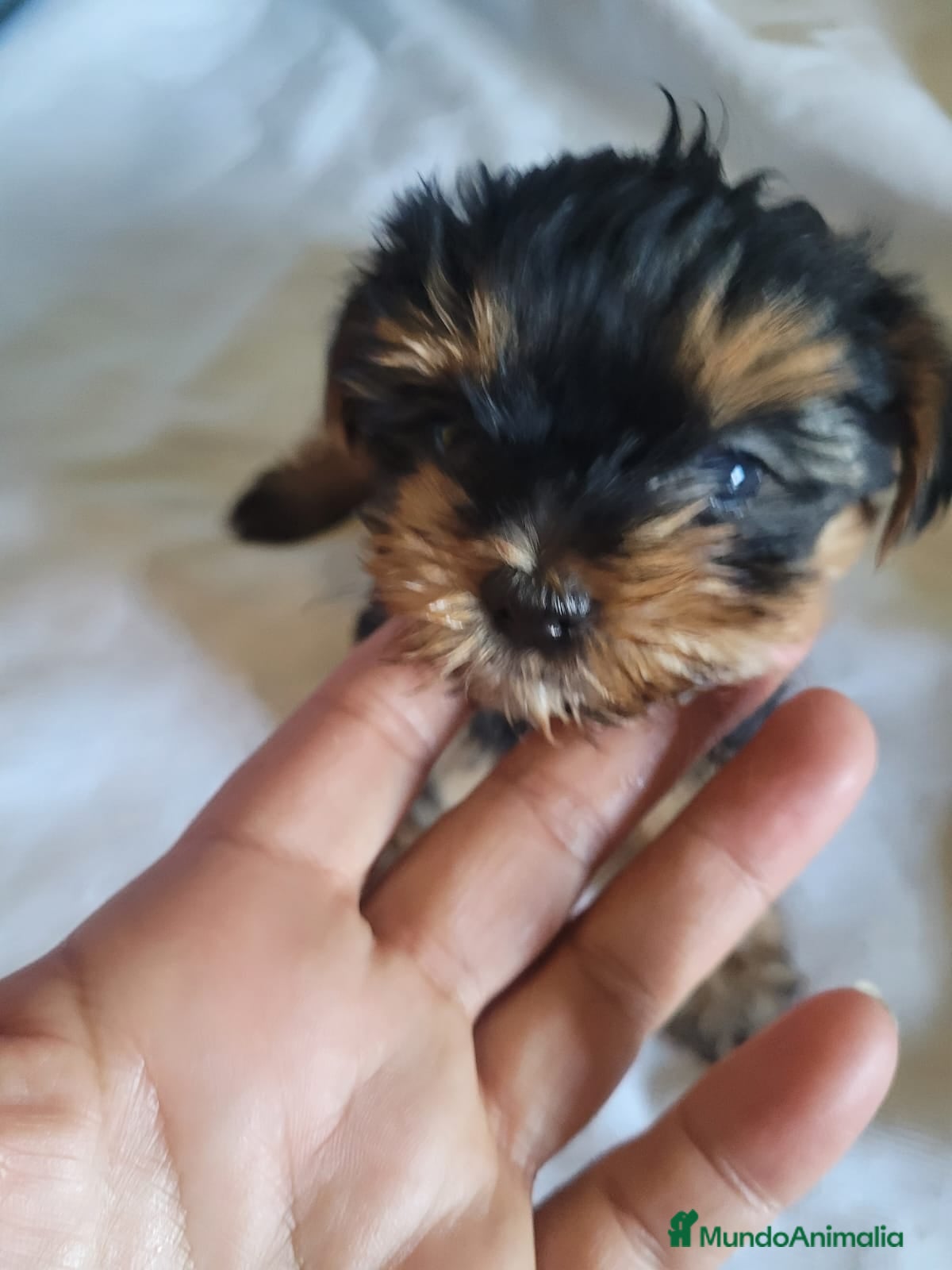 Yorkshire Terrier perros Yorkshire terrier Toy  - Anuncio 3