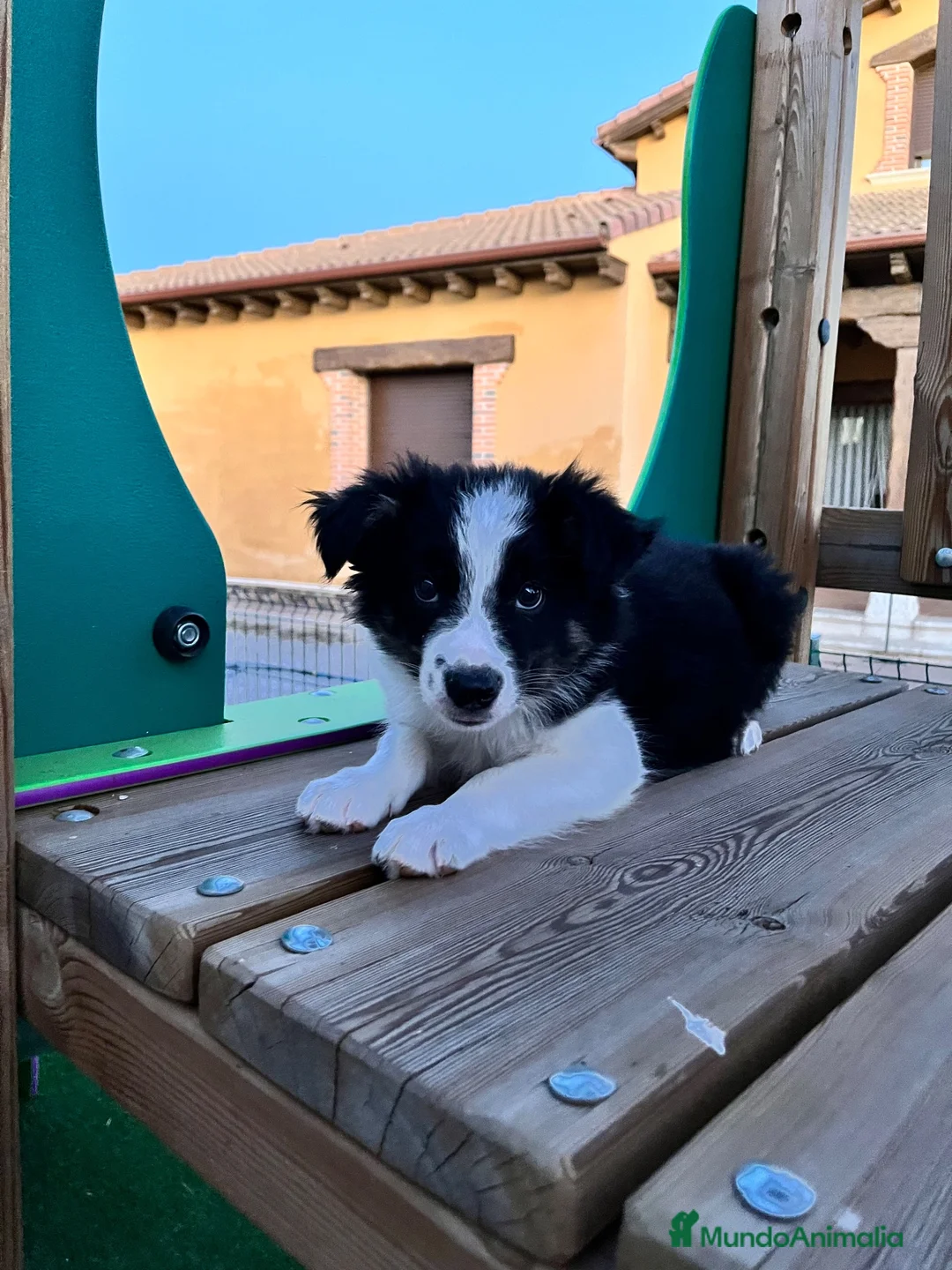 Border Collie perros en venta: Border collie  - Anuncio 2