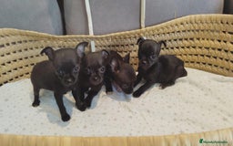 Chihuahua perros en venta: Chihuahua mini cabeza manzana - Imagen 3