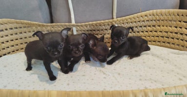 Chihuahua perros - Anuncio 3
