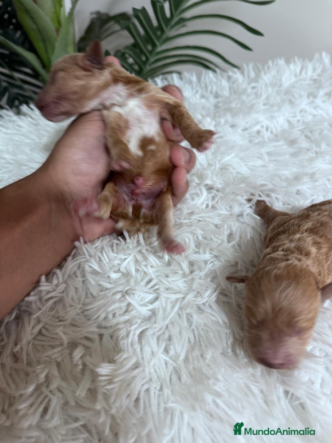 Caniche Toy perros en venta: CANICHE TOY - Imagen 23