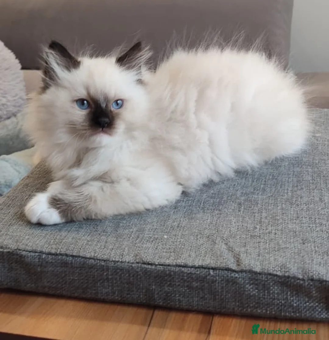 Ragdoll gatos en venta: Gatitos Ragdoll - Anuncio 32