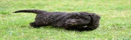 Perro de Agua Español perros en venta: CACHORRO DE PERRO DE AGUA  - Anuncio 22