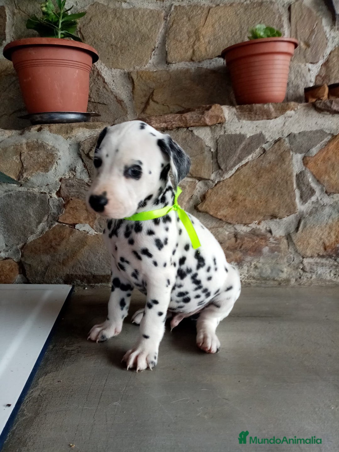 Dálmata perros en venta: Dalmata  - Imagen 3