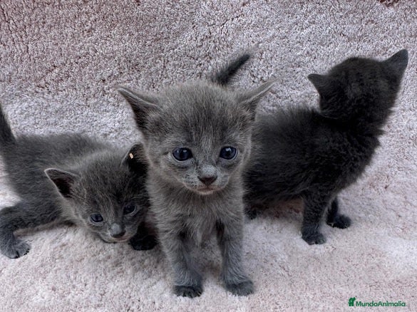 Azul Ruso gatos Gatos azul ruso  - Anuncio 1