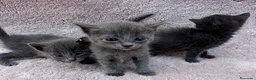 Azul Ruso gatos en venta: Gatos azul ruso  - Anuncio 1