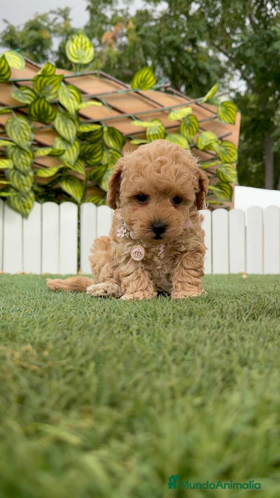 Caniche Toy perros en venta: CANICHE TOY HEMBRA - Imagen 19