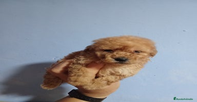 Caniche Toy perros en Málaga - Anuncio 12