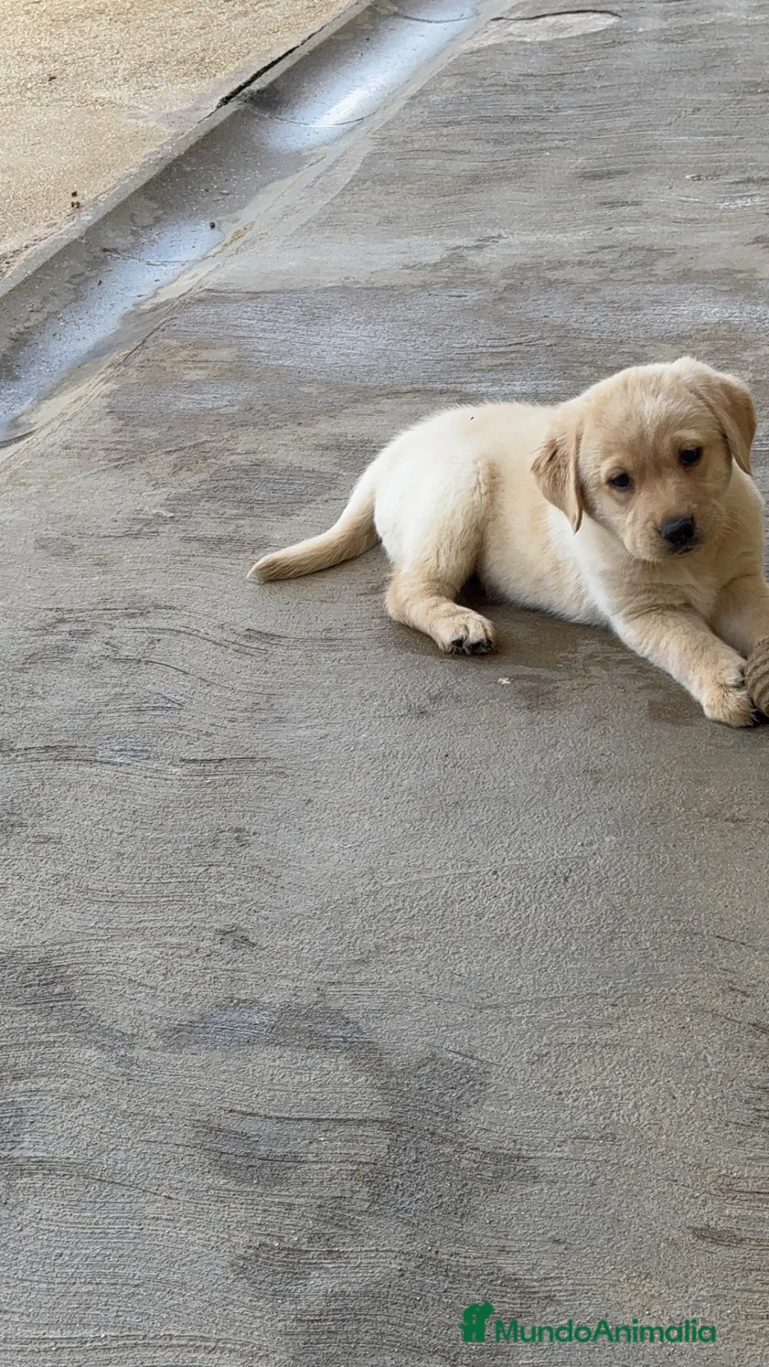 Labrador Retriever perros en venta: CACHORROS DE LABRADOR - Anuncio 5