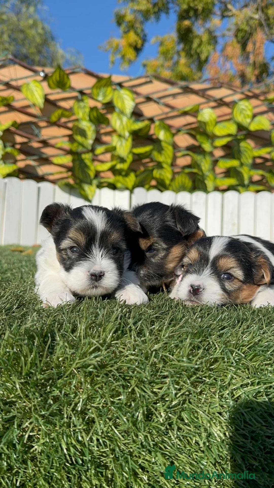 Yorkshire Terrier perros en venta: YORKSHIRE TERRIER BIEWER - Anuncio 17