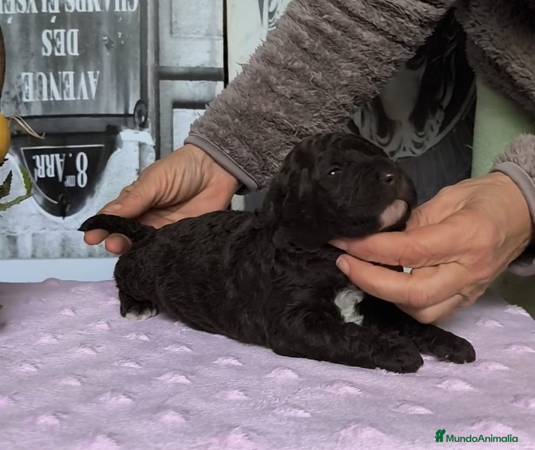 Perro de Agua Español perros en venta: Perros de agua  - Anuncio 4