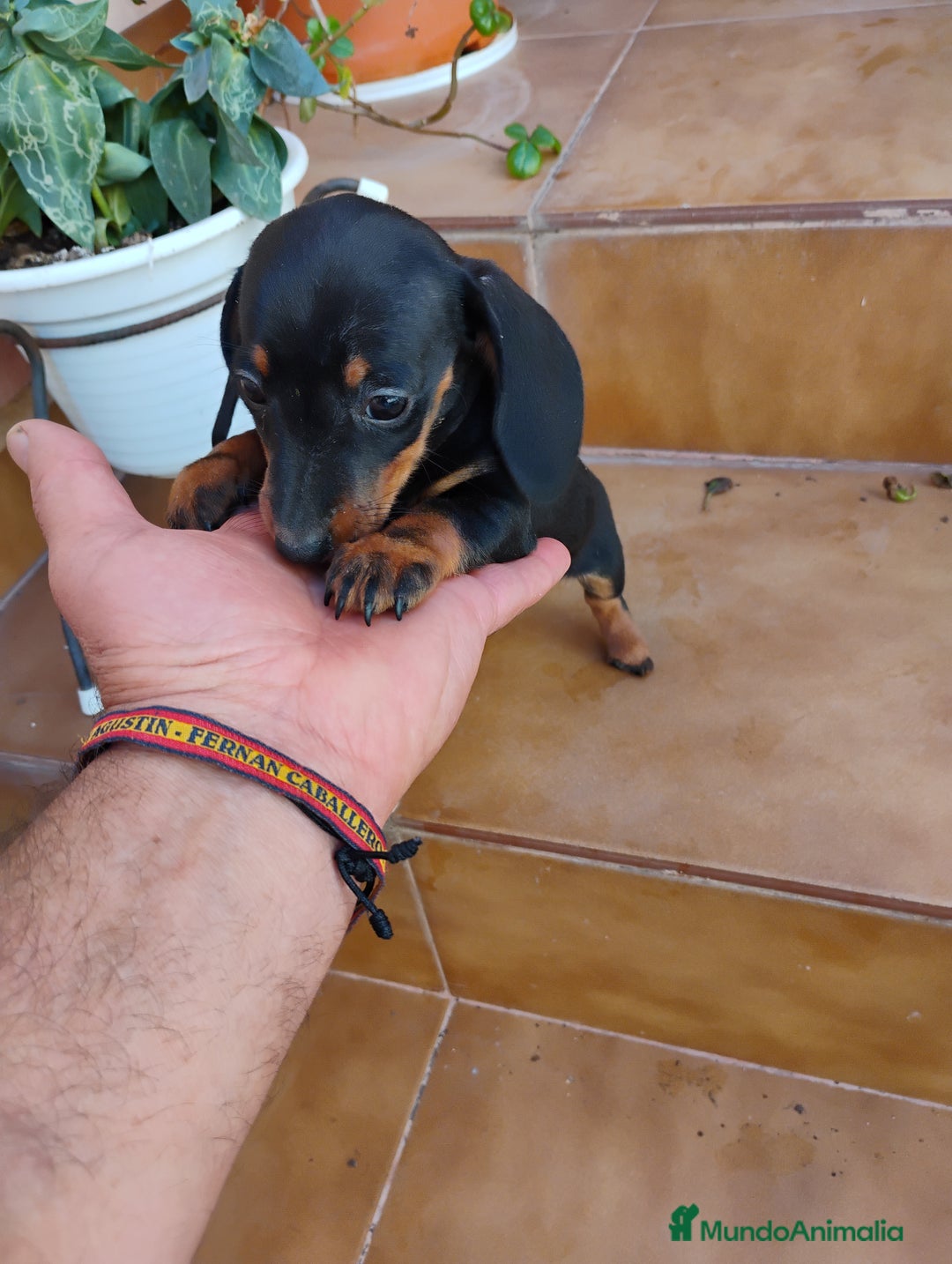 Teckel perros en venta: Cachorrita teckel miniatura negro y fuego  - Imagen 1