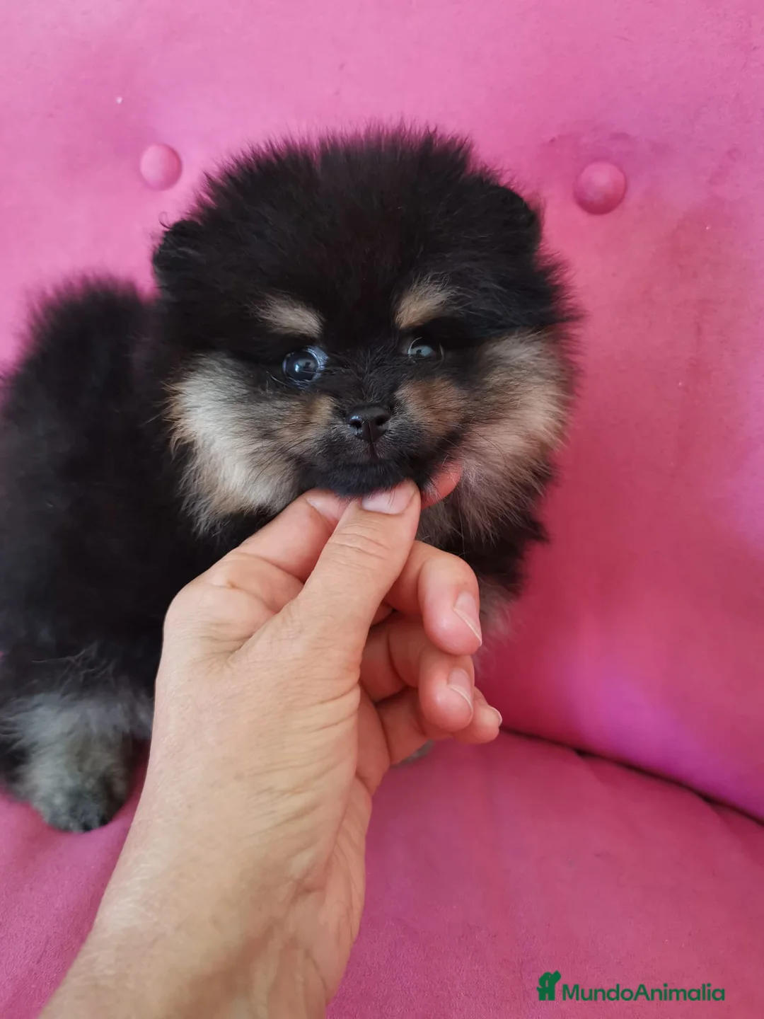 Pomerania perros en venta: Pomerania TOY 🌈♂️♀️ - Anuncio 2