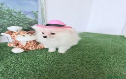 Pomerania perros en venta: Pomeranias toy - Imagen 2