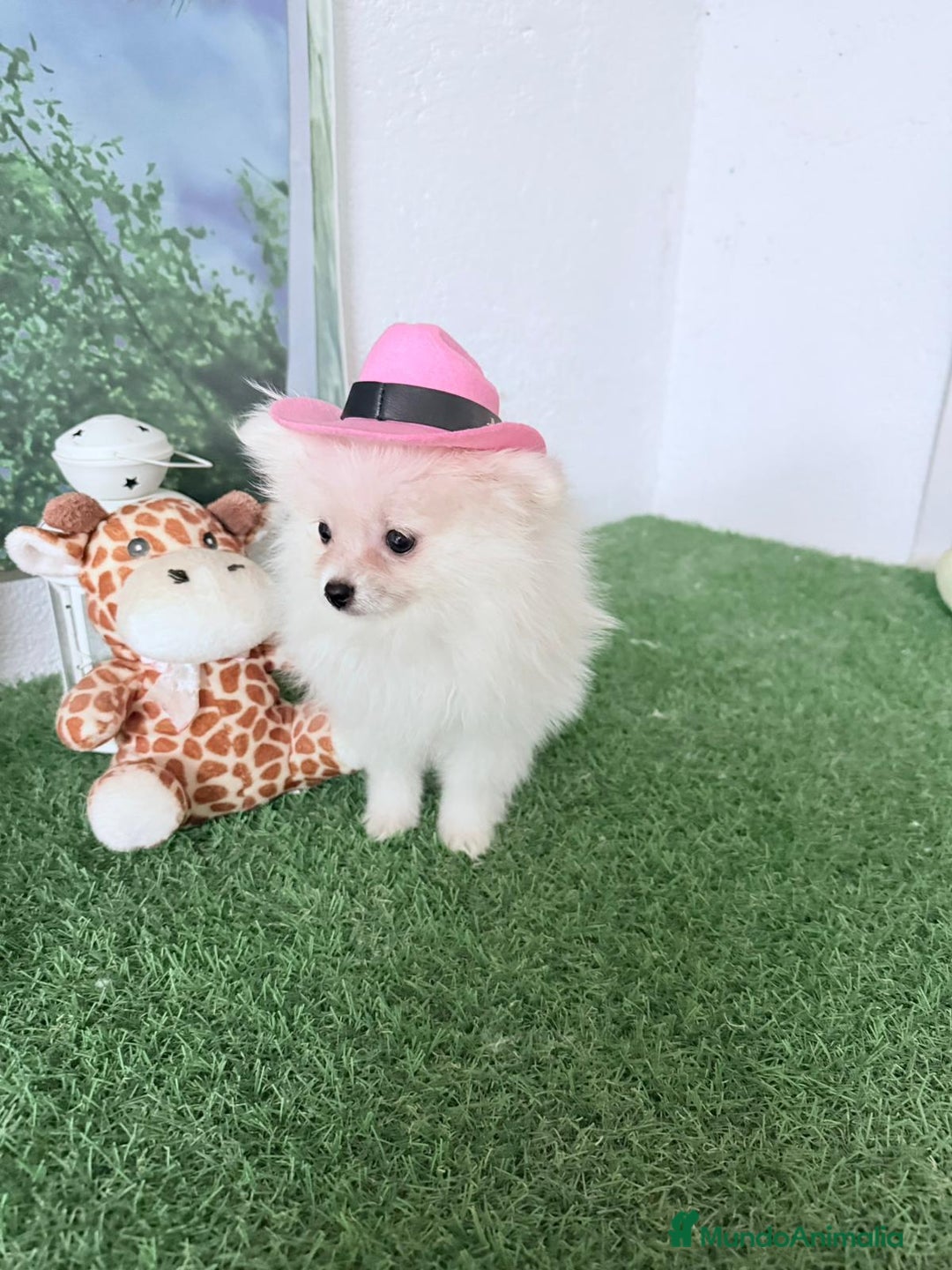 Pomerania perros en venta: Pomeranias toy - Imagen 2