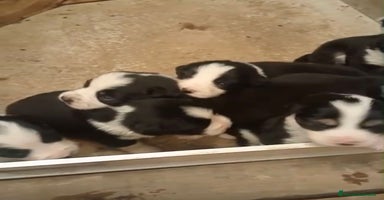 Border Collie perros - Anuncio 15