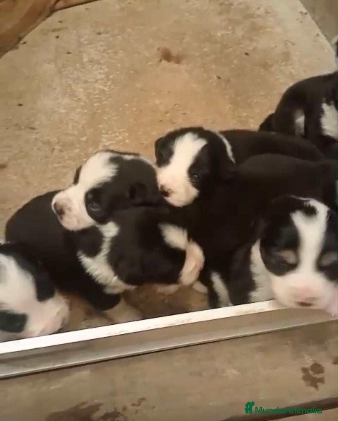 Border Collie perros en venta: Border collie nueva camada - Imagen 2