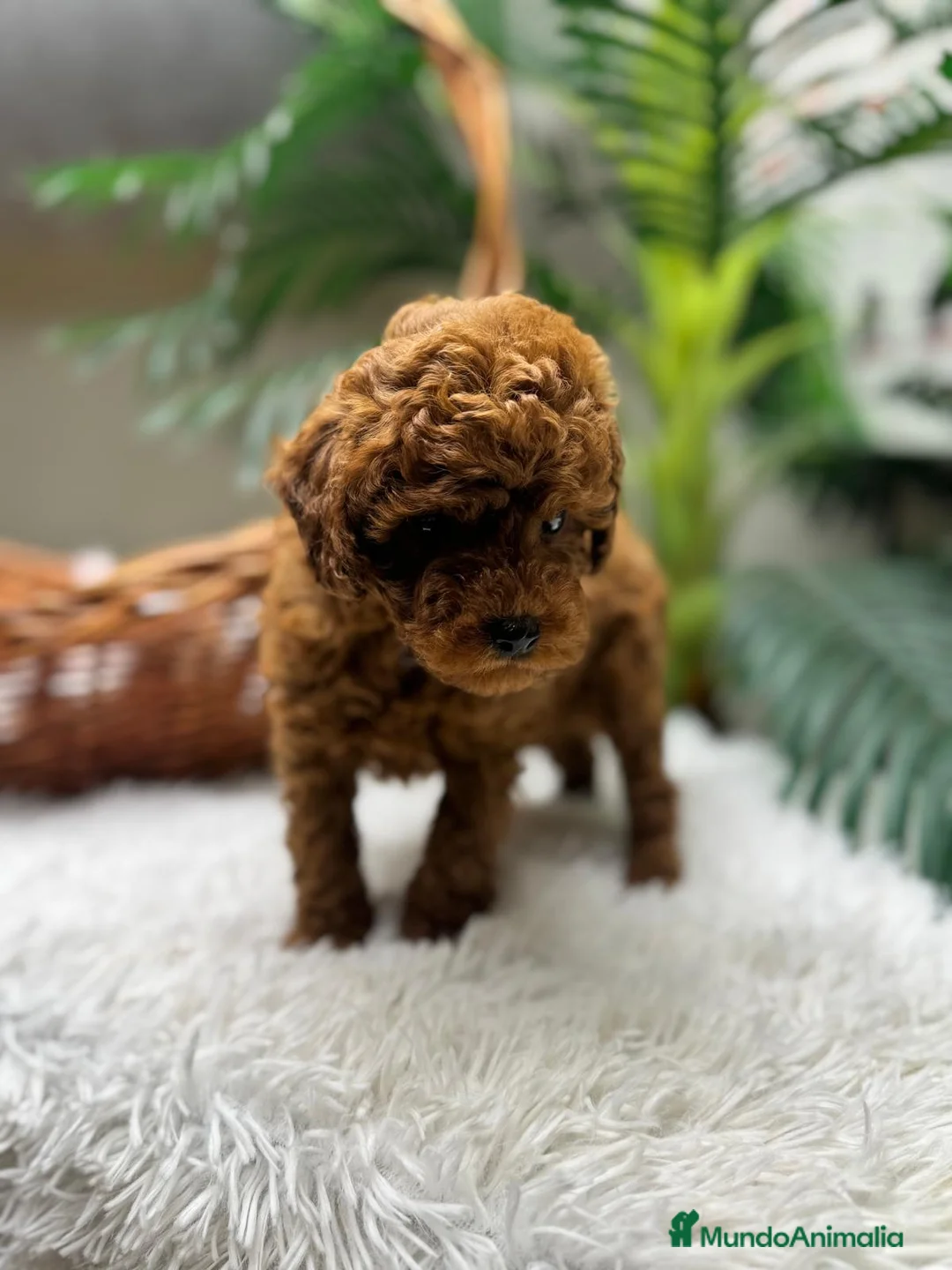 Caniche Toy perros en venta: CANICHE TOY-CACHORRO LISTO PARA ENTREGAR - Anuncio 4