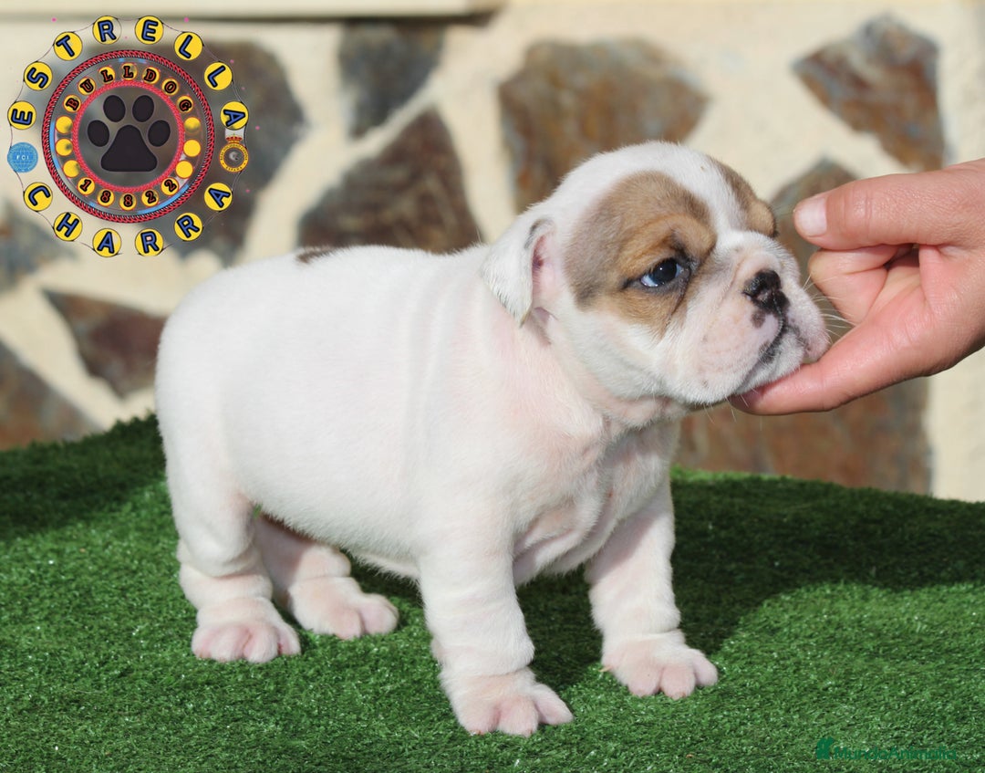 Bulldog Inglés perros en venta: Bulldog ingles calidad  - Imagen 1