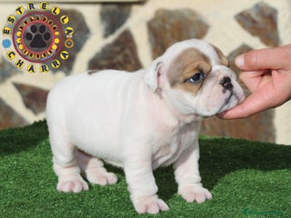 Bulldog Inglés perros - Anuncio 14