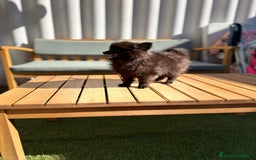 Pomerania perros en venta: Lulu pomerania MICRO TOY  - Imagen 15