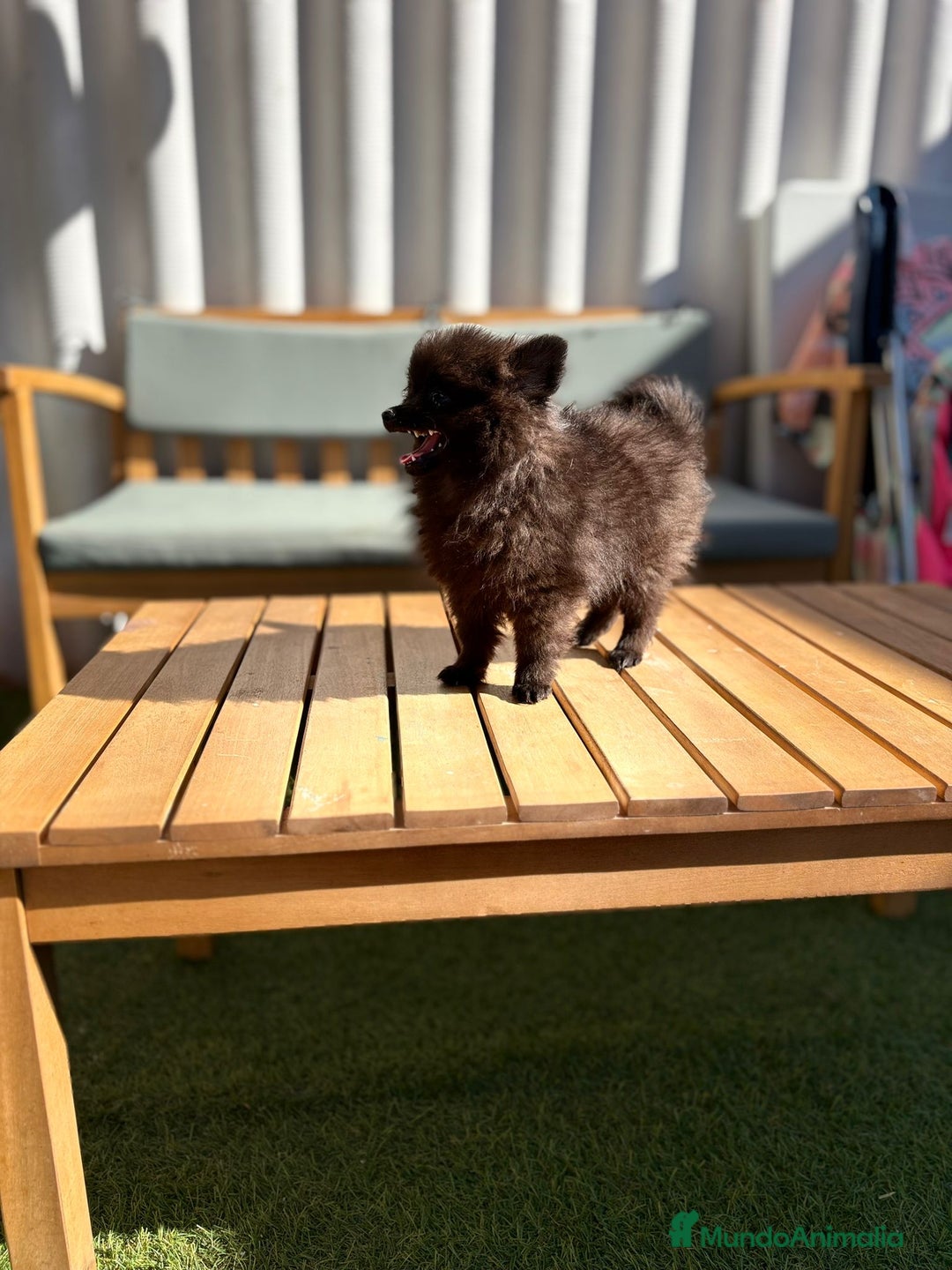 Pomerania perros en venta: Lulu pomerania MICRO TOY  - Imagen 15