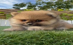 Pomerania perros en venta: POMERANIA - Imagen 5