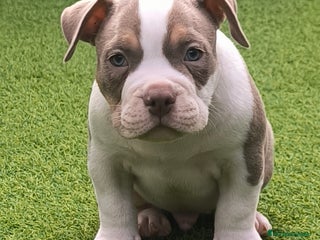 American Bully perros American bully - Anuncio 3