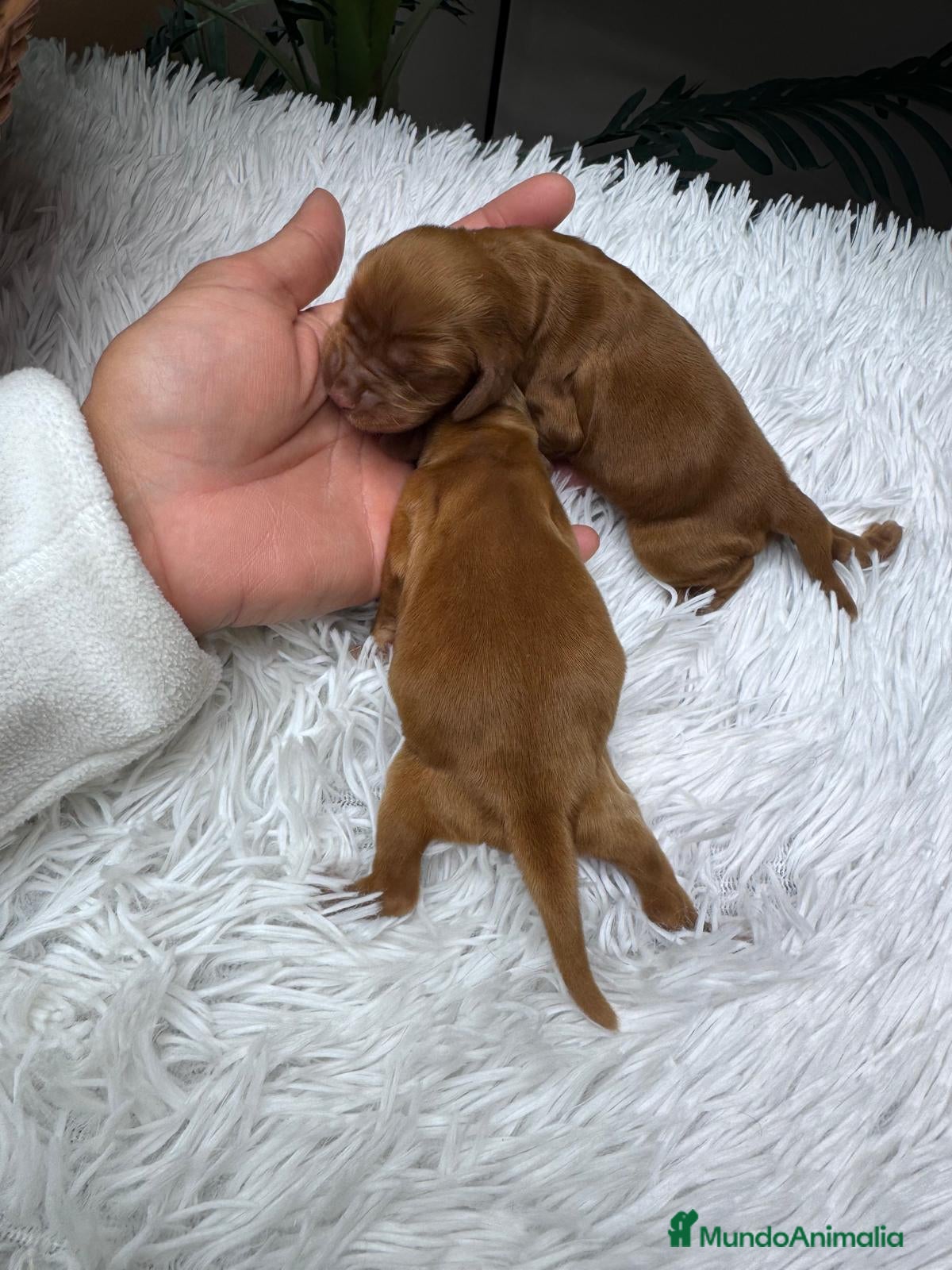 Cocker Spaniel Inglés perros COCKER SPANIEL INGLES - Anuncio 2