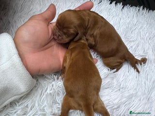 Cocker Spaniel Inglés perros COCKER SPANIEL INGLES - Anuncio 33