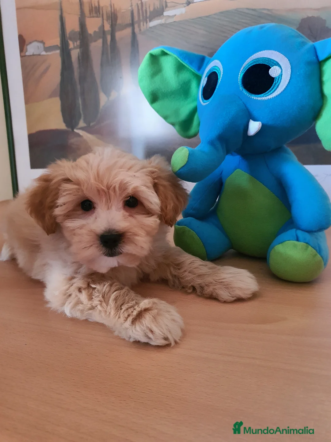 Raza Mixta perros en venta: Maltipoo macho cachorro - Anuncio 2