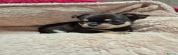 Chihuahua perros en venta: Cachorros de chihuahua - Anuncio 3